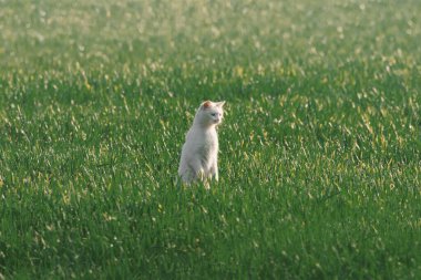 Başıboş Kedi Avı Yeşillik Çayırda Avlanıyor