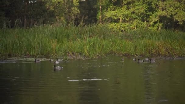 多雾的晨曦遇见池塘边的野鸭 在晨雾中游泳的自鸣得意的鸭子 — 图库视频影像