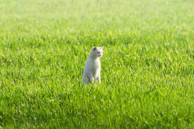 Genç kedi ilkbahar yeşil çimlerinde kalıyor. Vahşi doğada meraklı bir kedi yavrusu.