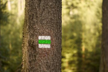 Ağaçtaki renk izi işaretleyicisi. Açık havada yürüyüş kavramı. Ormanda bir patikada yürüyorum. Trek tabelası