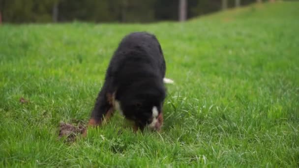 贝纳山狗在覆盖着青草的土地上玩耍和挖掘 狗在户外玩耍 — 图库视频影像