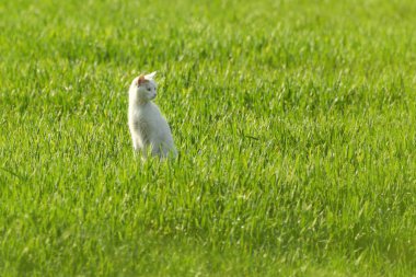 Genç kedi ilkbahar yeşil çimlerinde kalıyor. Vahşi doğada meraklı bir kedi yavrusu.