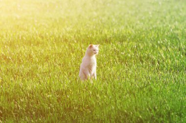 Neşeli Kedi Yavrusu Açık Hava 'yı Keşfediyor