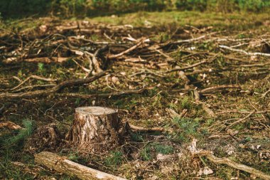 Keresteciliğin Ormanların Yok Olması ve Sonuçları Etkisi