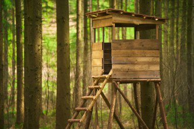 Ormandaki ahşap gözetleme kulübesi avcılar ve hayvan gözlemcileri için. Doğadaki gözetleme.