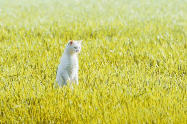 Başıboş Kedi Avı Yeşillik Çayırda Avlanıyor