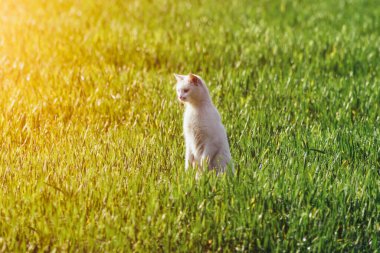 Kedi avlanırken iki arka pençesi üzerinde kalır..