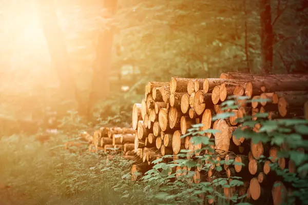 Cut Logs Piled High as Evidence of Deforestation Grows