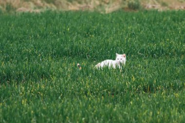 Beyaz sokak kedisi yeşil çimlerde avlanıyor. Evcil kedi ve açık hava.