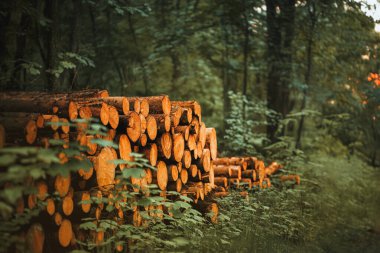 Timber Logs in the Woods: Sustainable Resource clipart