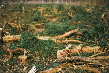 Kontrolsüz Ormanların Yok Olması Avrupa Ormanlarını ve Ekolojik Dengeyi Zarar Verdi