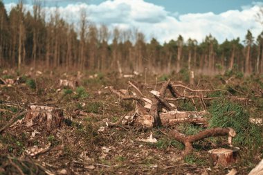 Ekolojik Hasar. Avrupa Evergreen Ormanları Ormanlarının Ormansızlaşması Etkisi.
