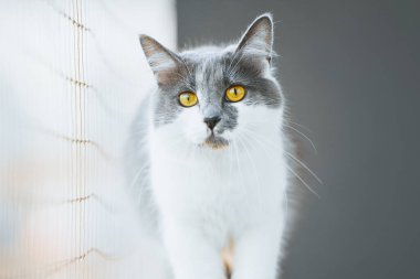 Genç kediyi balkondan düşmekten koruyan güvenlik ağı.