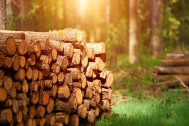 Yoğun bir orman ortamında odun yığınları birikmiş. Ormancılık endüstrisinin doğa üzerindeki etkisi.