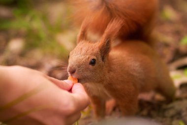 Feeding red squirrel in park. Close-up of eating. People watch squirrel meal.