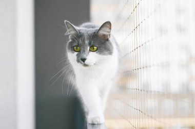 Kedi ağı. Balkon güvenlik ağı evcil hayvanlar için koruyucu