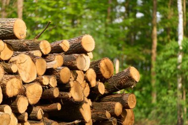 Rural Timber Harvest on Sunny Day. Deforestation and sustainable renewable energy source