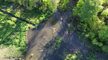 Green Woods Embrace Quiet Swamp