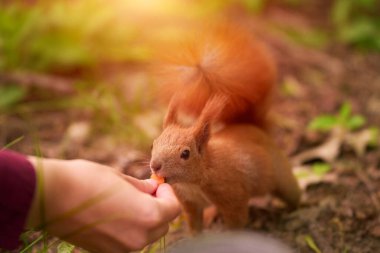 Kadın, parkta kırmızı sincabı elleriyle besliyor.
