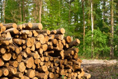 Timber Pile Cut and stacked in the woods
