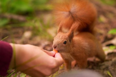 Feeding red squirrel in park. Close-up of eating. People watch squirrel meal.