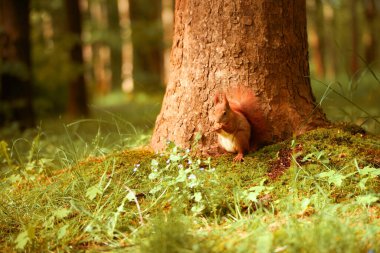 Ağacın yanındaki sincap. Ayakta durup gözlem yapmak. Bagajla uyum sağlar.