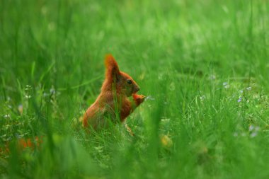 Whiskered squirrel feeds on a sunny day