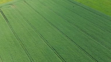 Güneşli bir günde yeşil tarlaların güzel hava manzarası