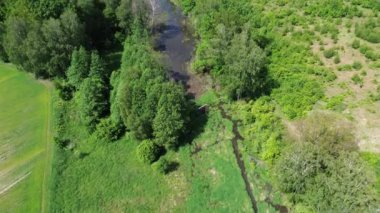 Orman Bataklığının Yansıtıcı Suları