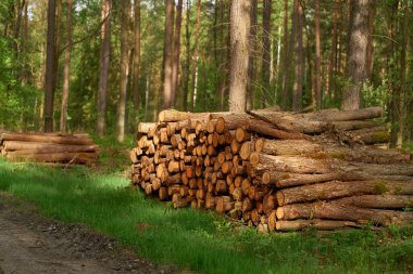 Ormanda bir yığın kütük