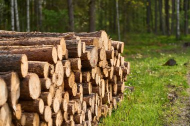 Yapraklı Ormanın Ortasında Pansiyonlar