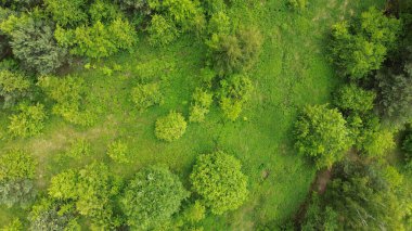 Ormanın vahşi doğası tepeden tırnağa görünüyor. canlı yeşil.
