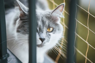 Gri kedi, balkon pencere pervazında, kedi güvenlik ağının yanında duruyor.