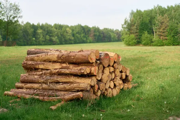 stock image Sustainable Resource Timber Logs in the Forest