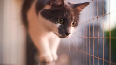 Gri ve beyaz kedi Balkon korkuluklarında yürüyor