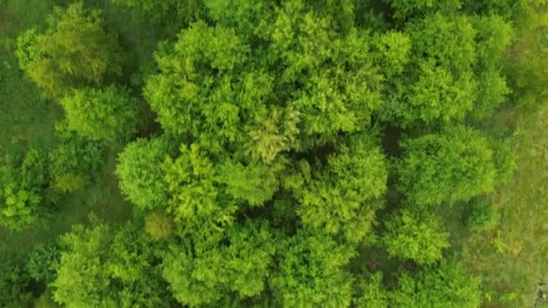 Vue aérienne du couvert forestier dense et vert