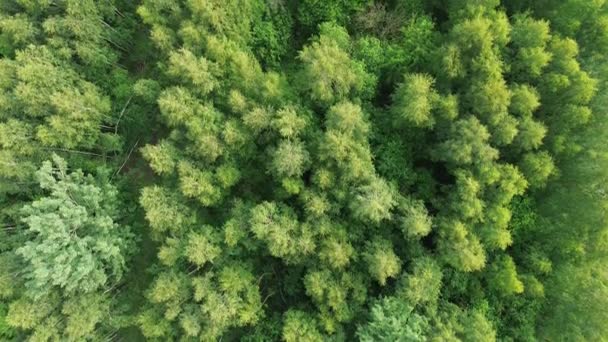 Vue aérienne de la forêt verte luxuriante et des arbres