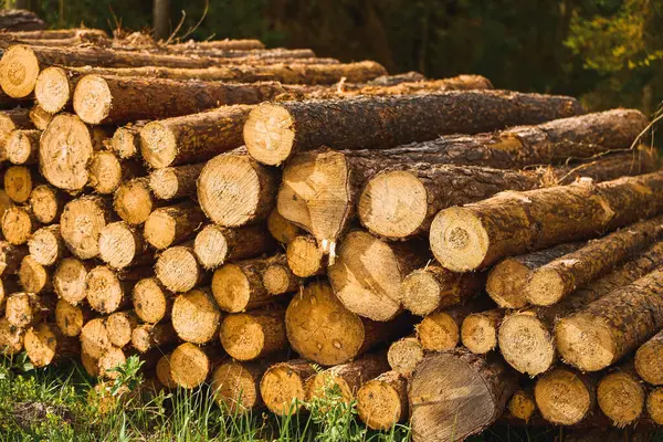 stock image Timber Pile Surrounded by Tree Trunks