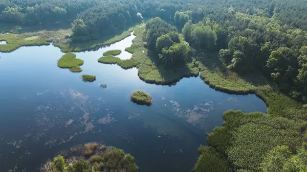 stock image Aerial view of small islands of lush green reeds growing in blue lake water