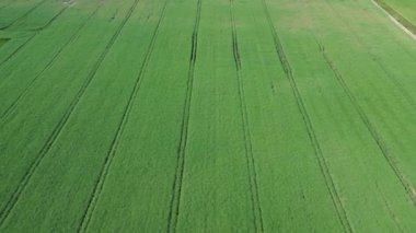 Güneşli bir günde yukarıdan çekilen canlı yeşil tarlalar
