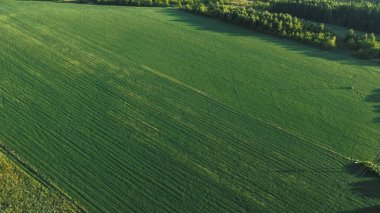 Sunny Farmland Deseni İnsansız Hava Aracı Tarafından Yakalandı