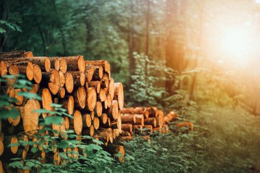 Timber Logs in the Woods: Sustainable Resource clipart