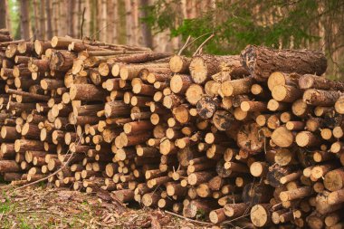 Bir Orman Açıklığında Yığılmış Kayıtlar