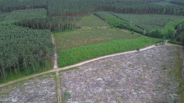 Yeniden Yükselen Ormanda Yeni Ağaçların İHA Çekimi