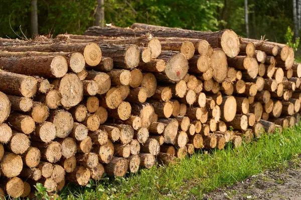 Stock image Woodland Logging Scene on Forest Ground