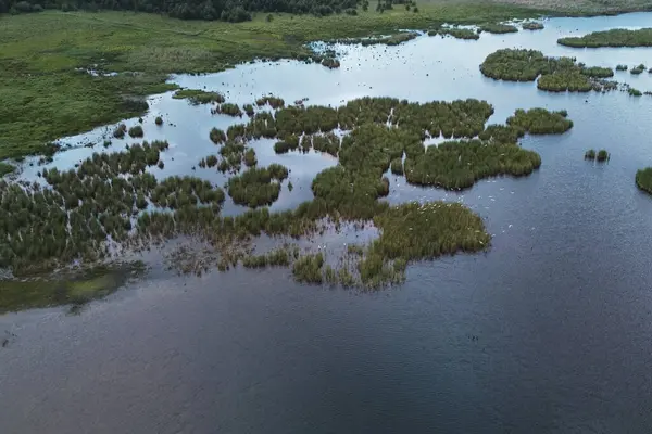 stock image birds over green lake in forest