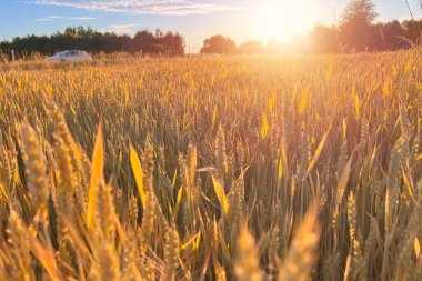 Güneşin doğuşuyla buğday tarlası altın parıltıyla