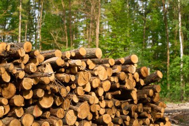 Ormandaki Kütük Yığını