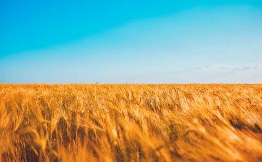 Buğday tarlası güneş ışığında parlıyor