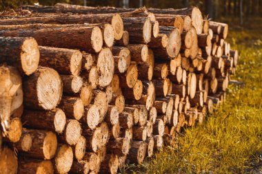 Orman Ağaçları ve Yaprakları Arasında Kütükler